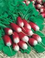 Re�k. �ervenobiela podlhovast�, Slovana, 300 semien